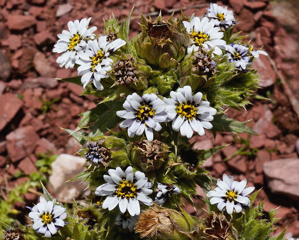 Perezia multiflora cluster of small white flowers with yellow centers among spiny green bracts