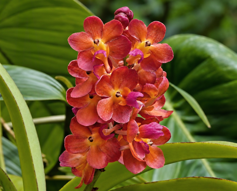 Perreiraara Tony Tan Keng Yam has an orange red orchid spray