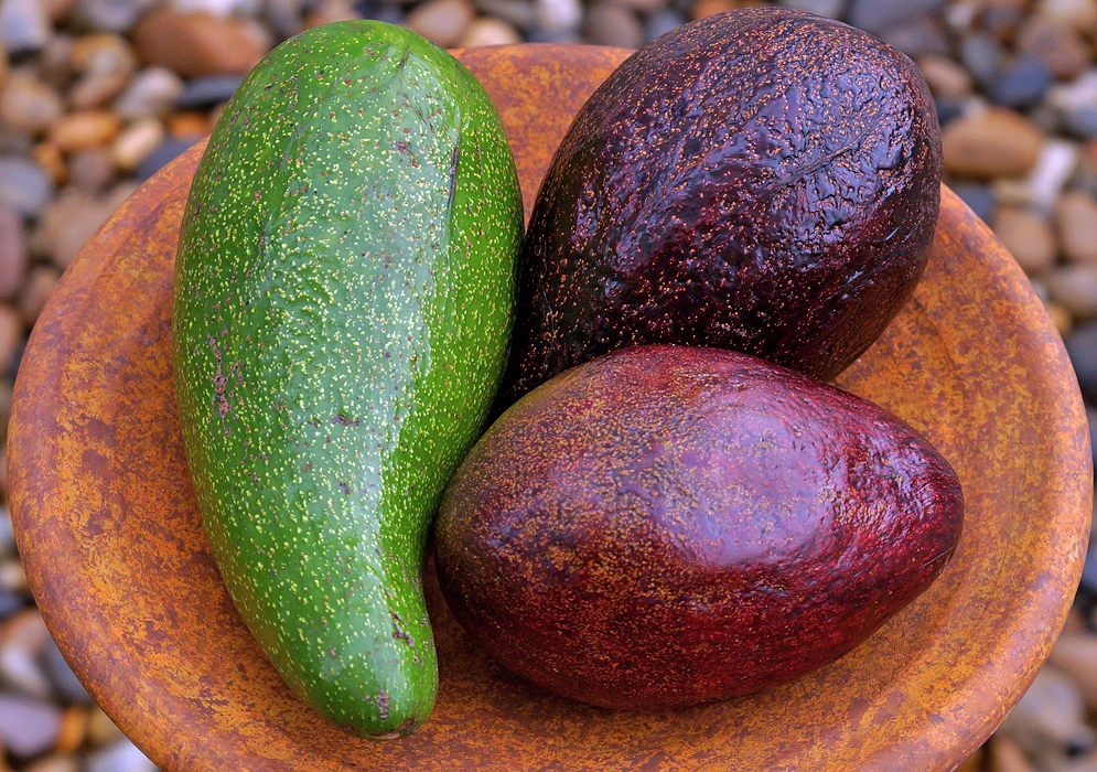 Three avocados in a rust colored bowl, one green, one red and one dark purple