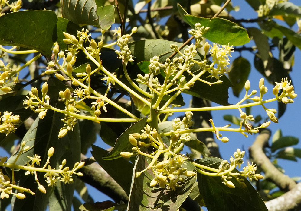 A yellow Persea americana inflorescence with yellow flowers under blue skies