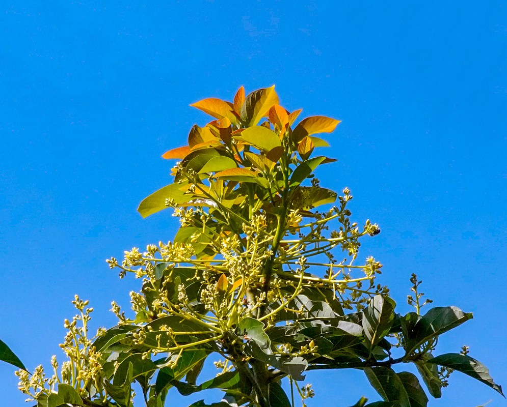 Yellow Persea americana inflorescences with yellow flowers under blue skies