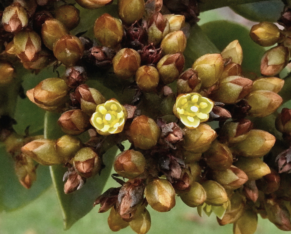 Persea ferruginea branch with rust brown buds and small open greenish yellow flowers