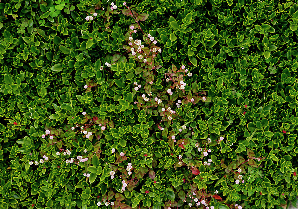 A Persicaria capitata with white flowers growing in between a ground-cover of ice plants 