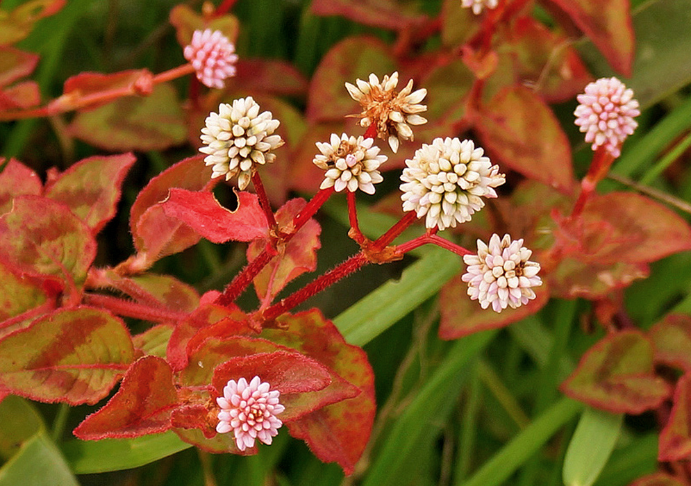 White and pink Persicaria capitata flowers with red stems and red and green leaves