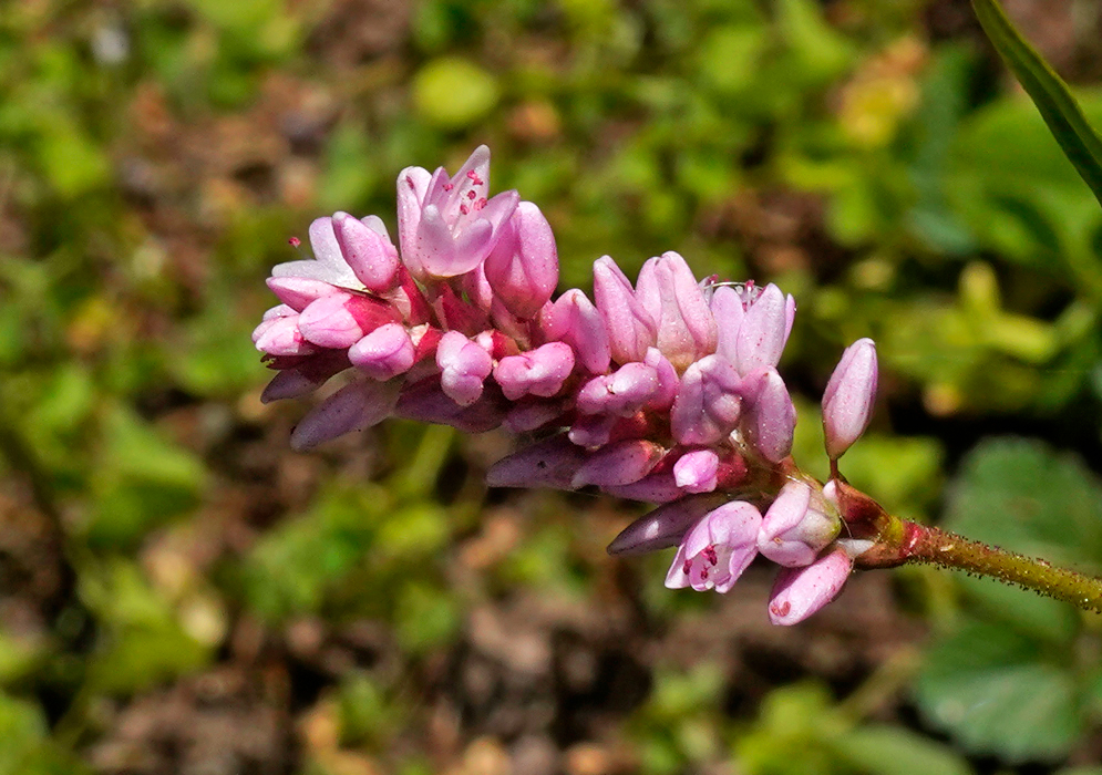 Persicaria inflorecesces with pink flowers