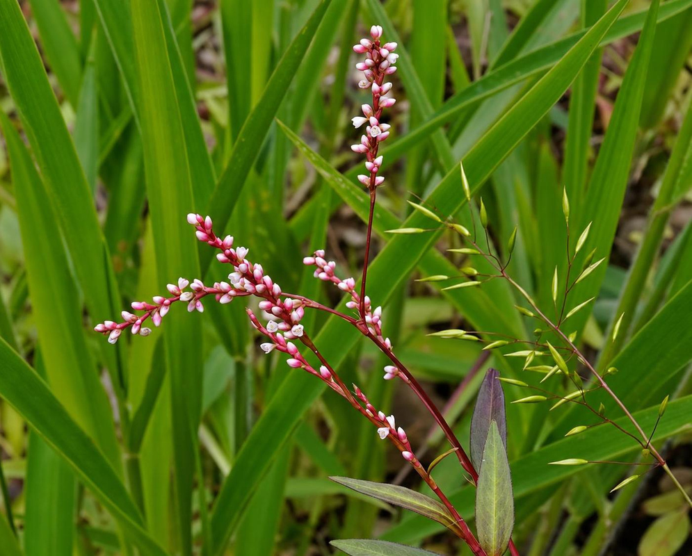 Persicaria maculosa Flower Details Persicaria maculosa has pink flower spikes among long green leaves