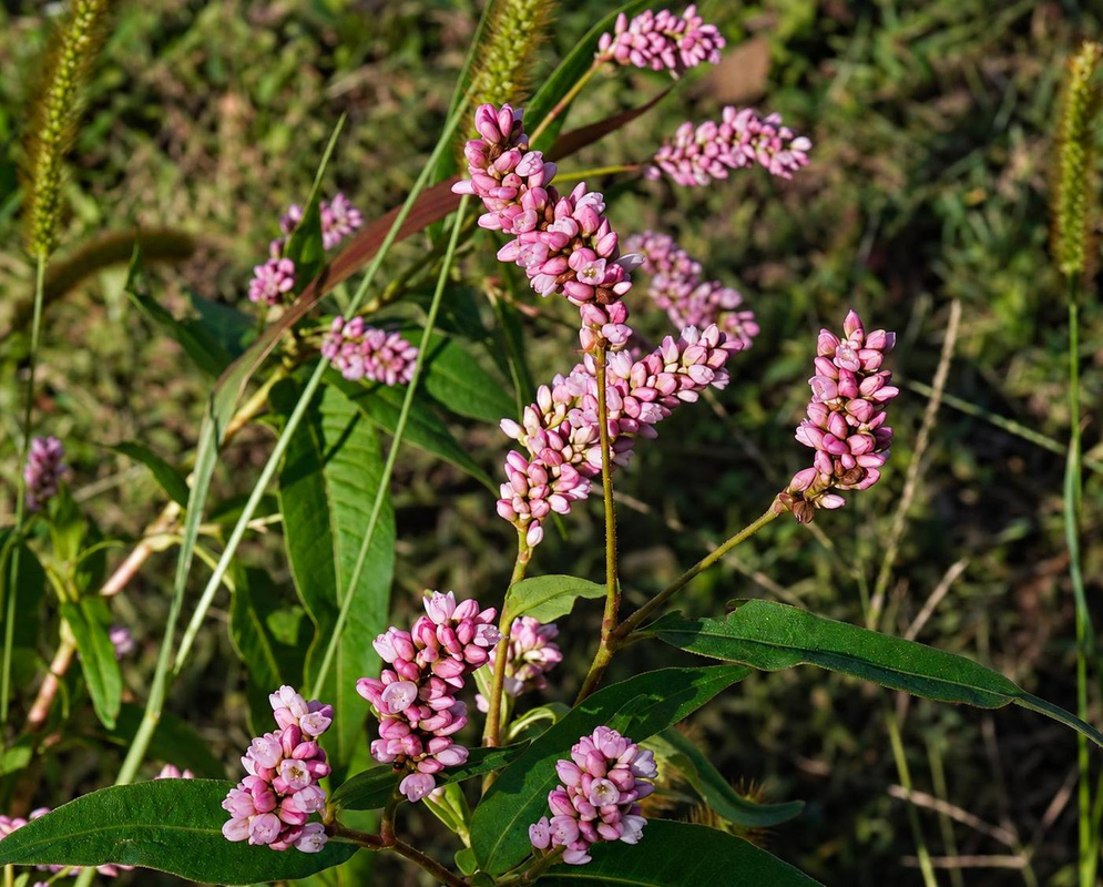 Persicaria maculosa Flower Details Persicaria maculosa has pink flower spikes on branching stems