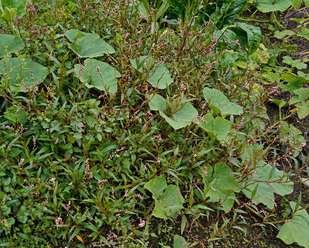 Persicaria maculosa Flower Details Persicaria maculosa has pink flowering groundcover