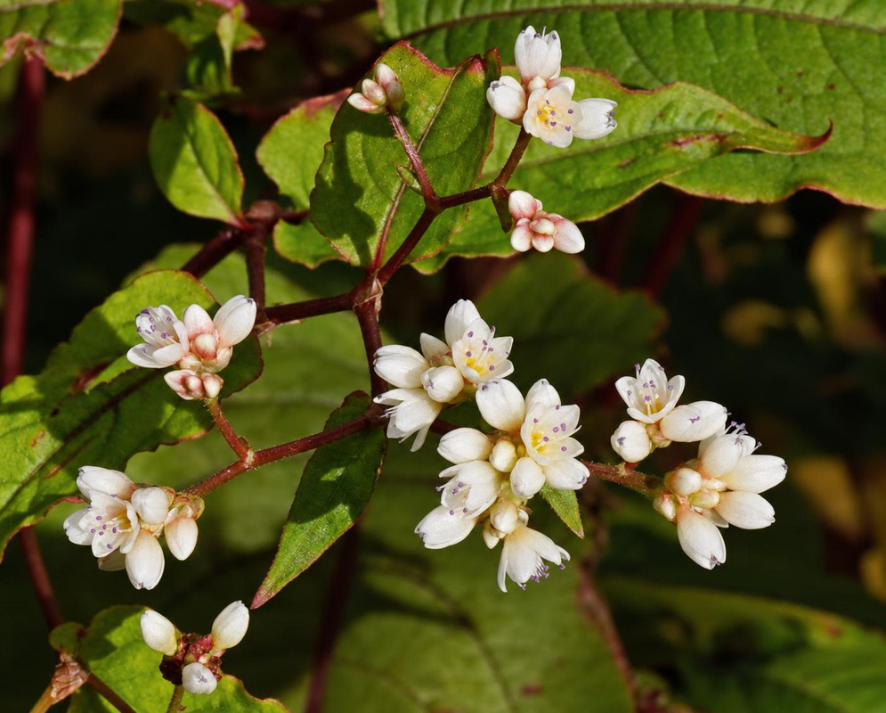 Persicaria maculosa Flower Details Persicaria maculosa has small white flowers on red stems