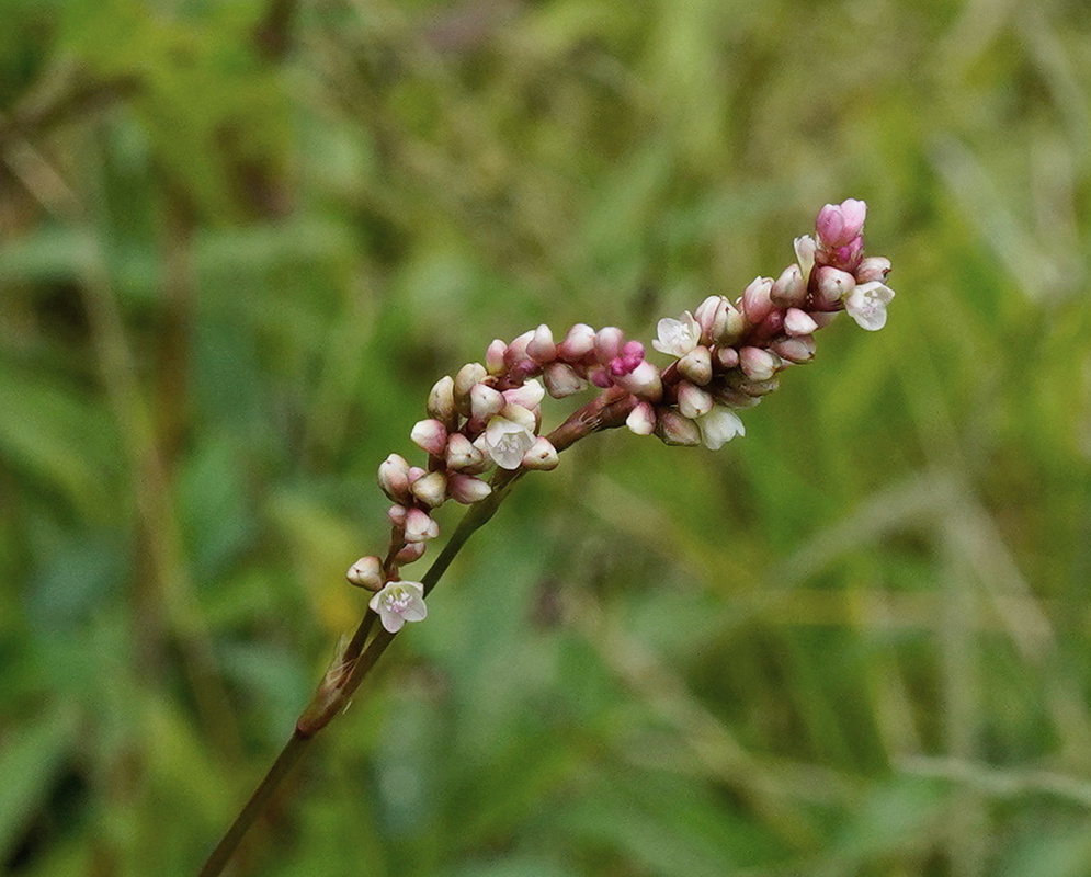 Persicaria maculosa slender flower spike with tightly clustered pale pink blossoms