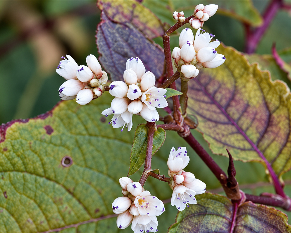 Persicaria microcephala has small white flowers and purple marked leaves