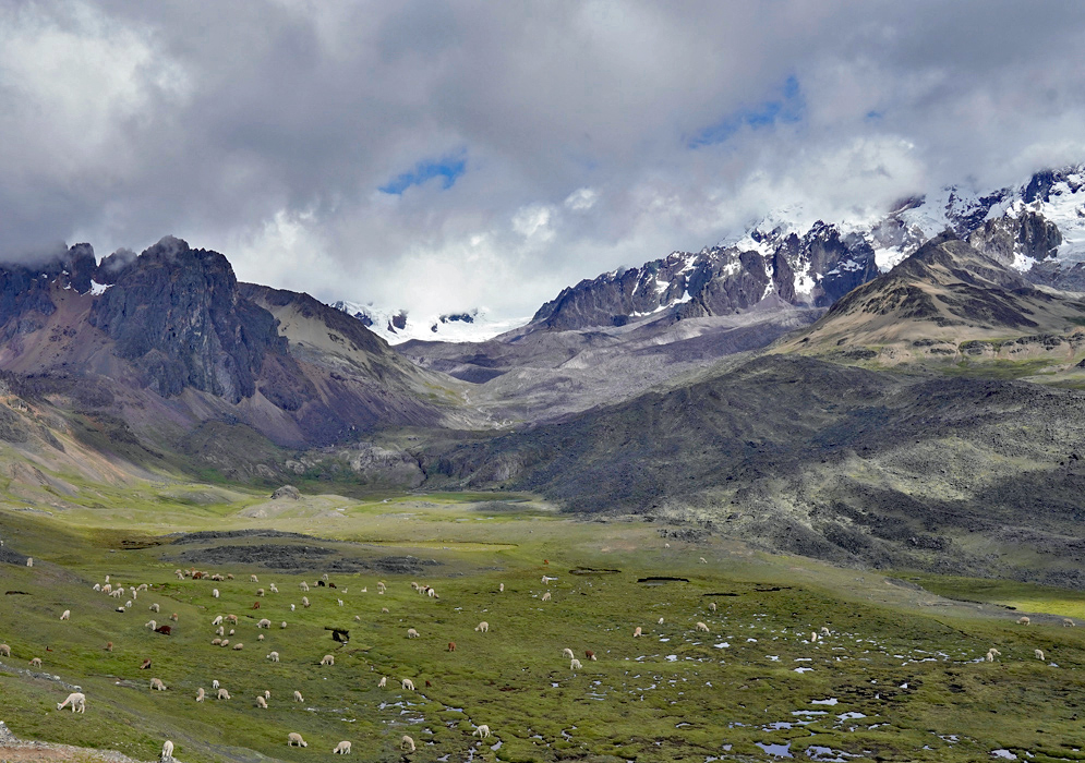 Cordillera vilcanota Grazing Alpacas An expansive Andean landscape in the Cordillera Vilcanota with dozens of alpacas grazing on green plains beneath looming rock formations