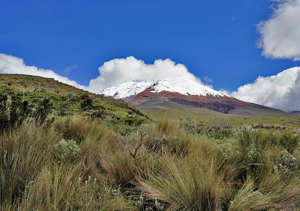 Alpine Flora Near Cotopaxi Volcano Dense Andean grasses and high-altitude shrubs fill the foreground beneath the snowy Cotopaxi volcano