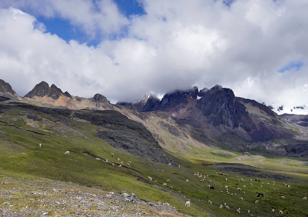 A vast high-altitude plain dotted with grazing alpacas beneath jagged, cloud-covered peaks of the Cordillera Vilcanota in southern Peru