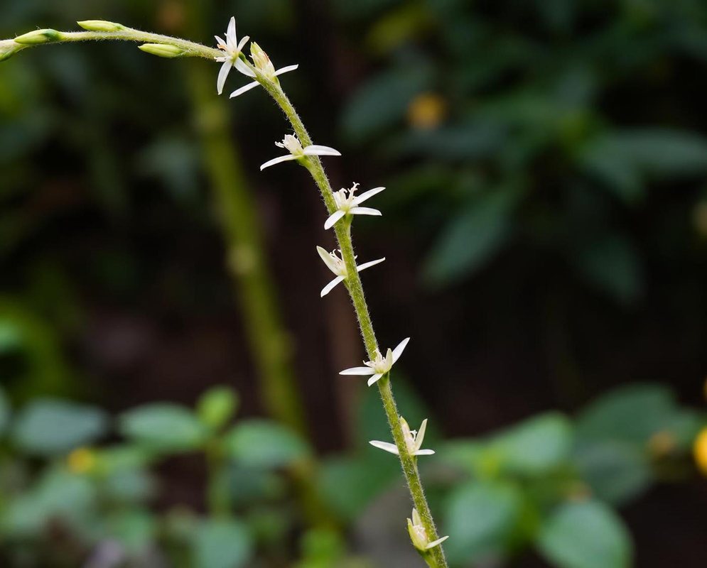 Petiveria alliacea has tiny white flowers on slender spike