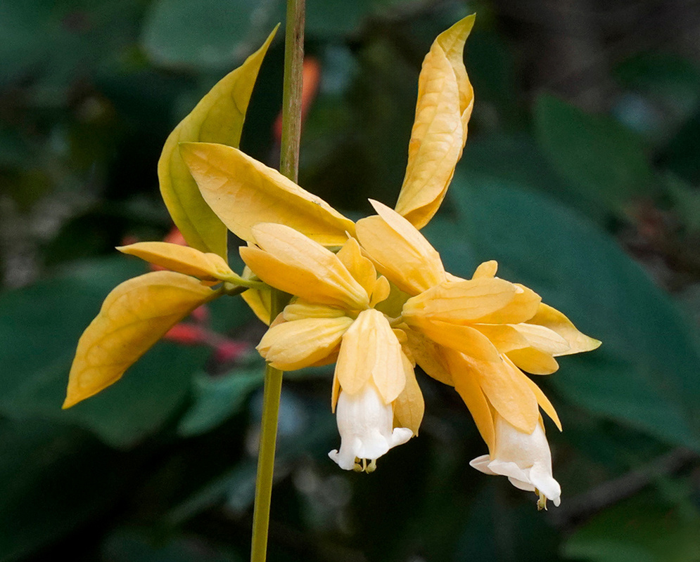 Petraeovitex bambusetorum hanging cluster of golden yellow bracts surrounding pale flowers