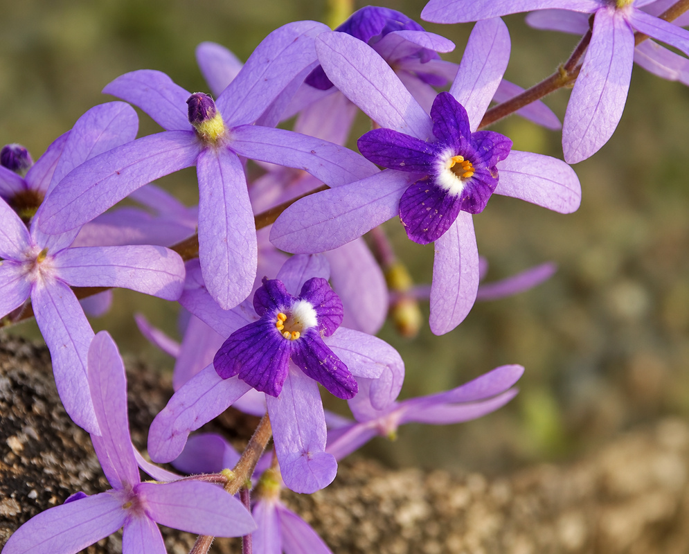 petrea volubilis gallery photo A petrea volubilis scene with distinct flowers and foliage