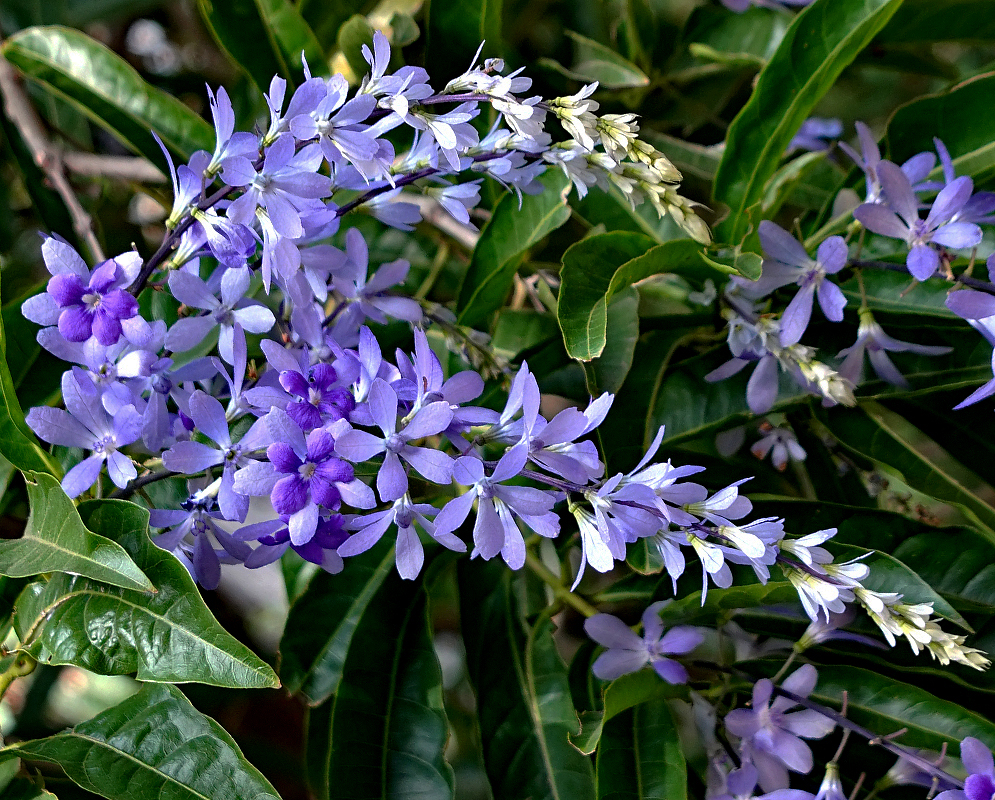 Purple Petrea rugosa raceme with flowers