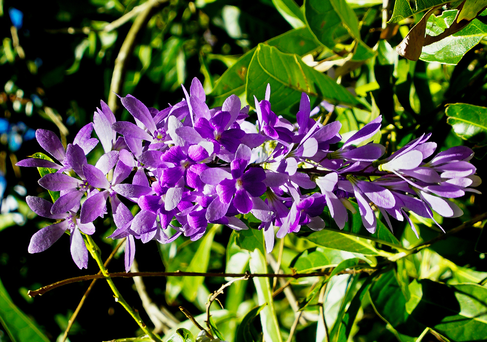 Petrea rugosa raceme with purple flowers in sunlight