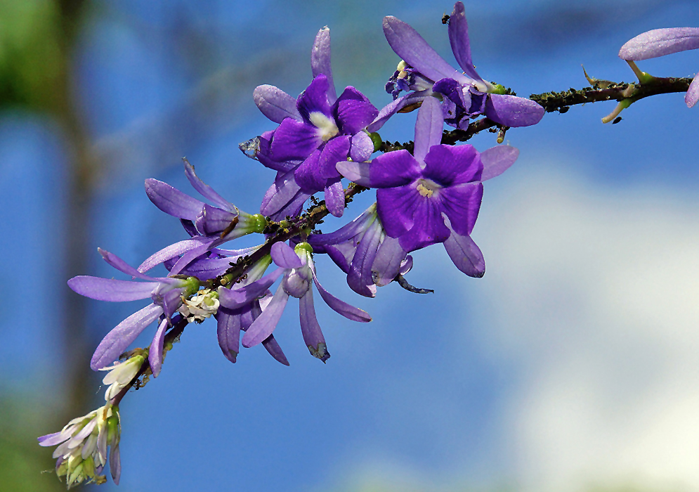 Purple Petrea vrugosa flowers under blue sky