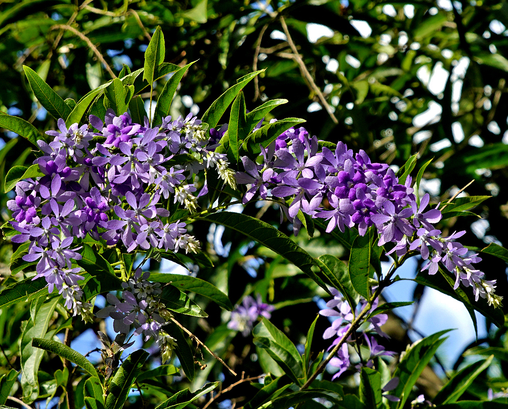 Petrea rugosa purple flowers in sunlight
