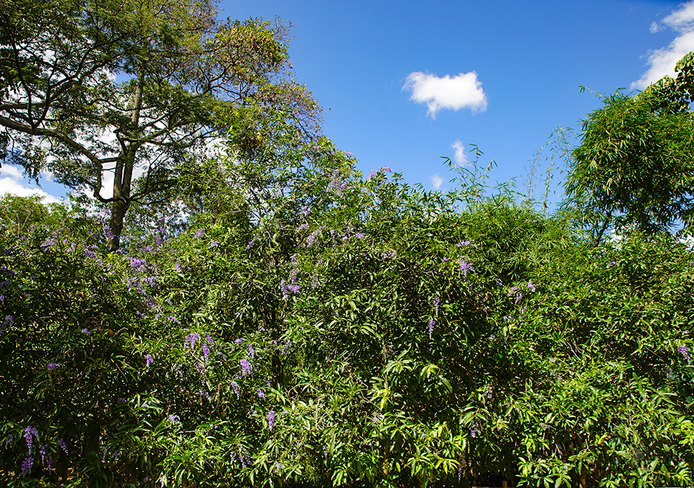 The top of a Petrea rugosa tree flowering