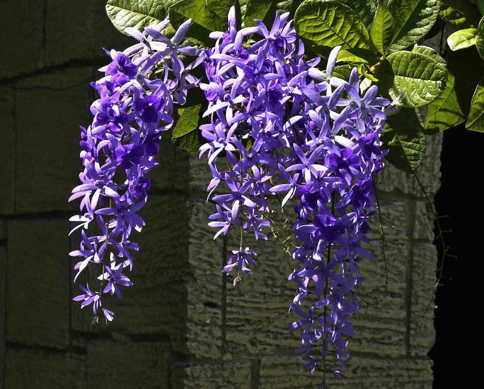 Three dark purple Petrea volubilis inflorescences