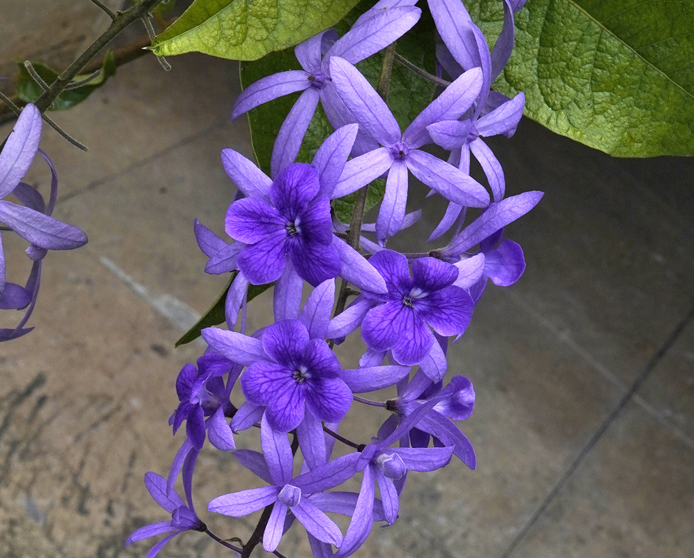 Purple-blue Petrea volubilis flowers with darker purple corolla