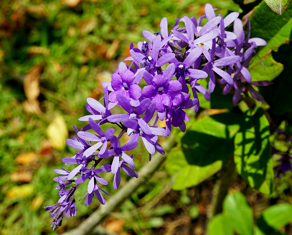 Petrea volubilis purple flower cluster