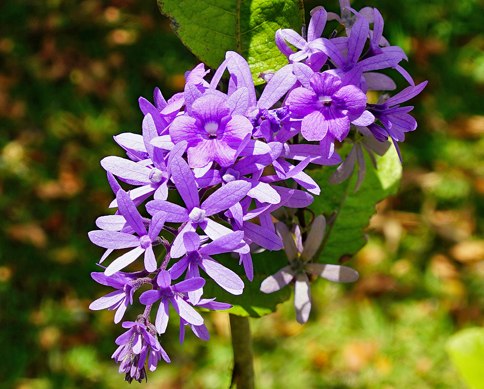 Petrea volubilis purple flowers in sunlight