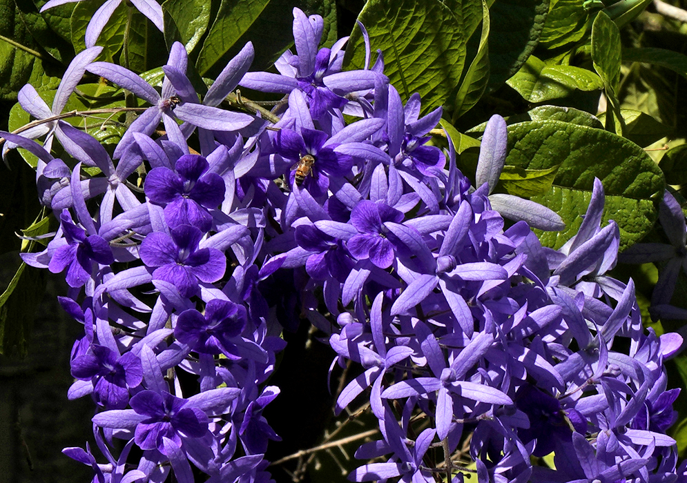 A Petrea volubilis raceme with purple flowers and violet petal-like calyx lobes