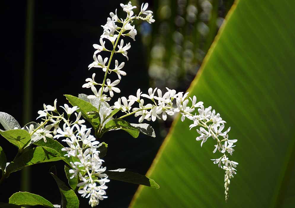 A Petrea volubilis racemes with white flowers