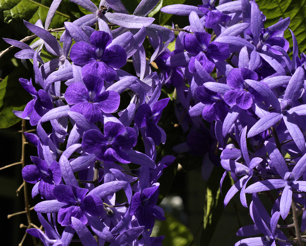 A Petrea volubilis racemes with purple flowers and violet petal-like calyx lobes