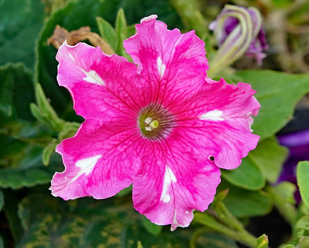 Pink with white markings Petunia × atkinsiana flower