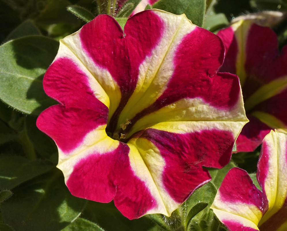 Red and white Petunia × atkinsiana flowers with green centers