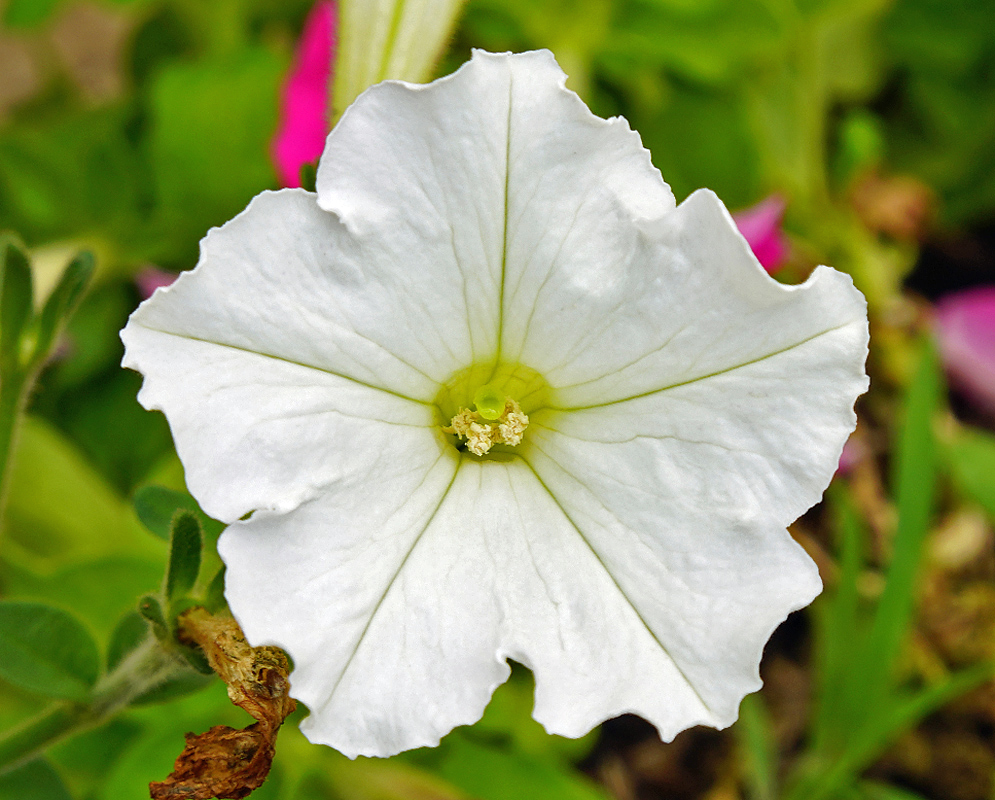 White Petunia × atkinsiana flower with greenish throat