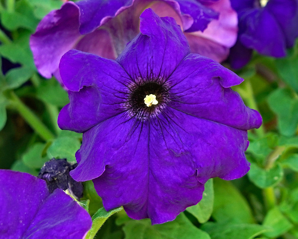 Dark purple Petunia × atkinsiana flower with yellow stamens