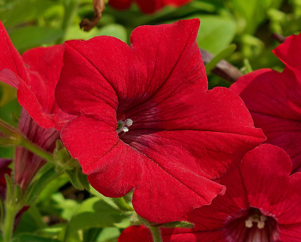 Dark red Petunia × atkinsiana flower 