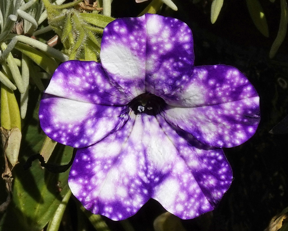 Violet Petunia × atkinsiana flower in sunlight
