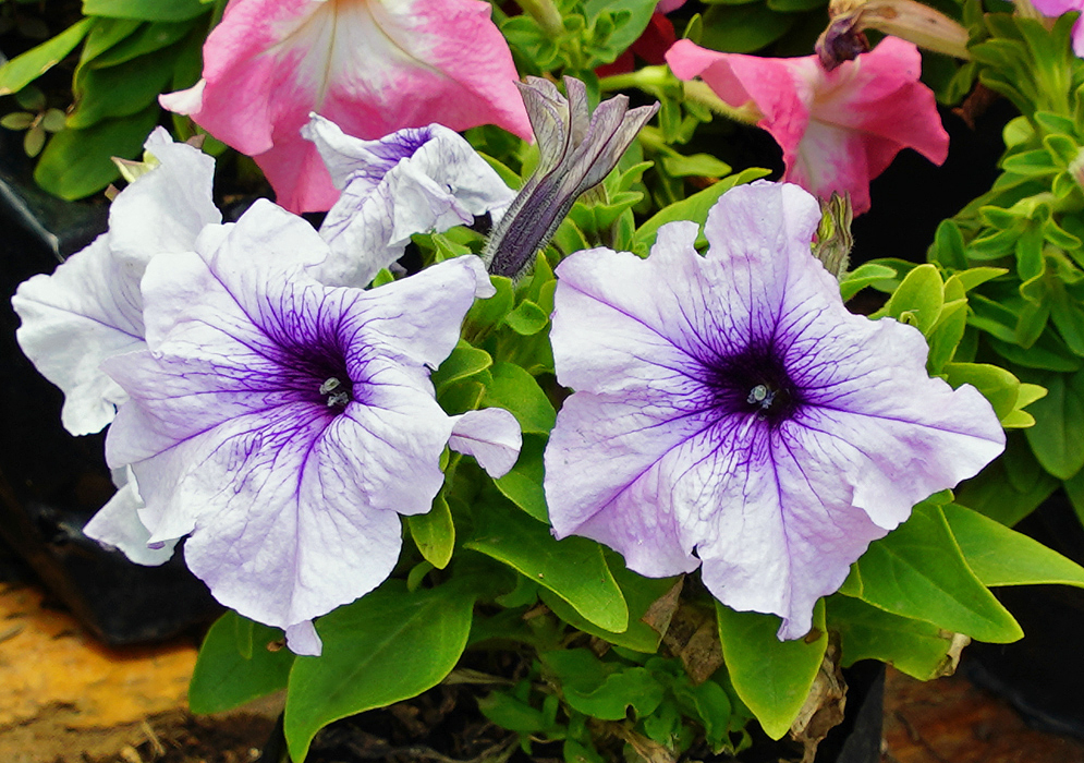 Two purple and white Petunia × atkinsiana flowers