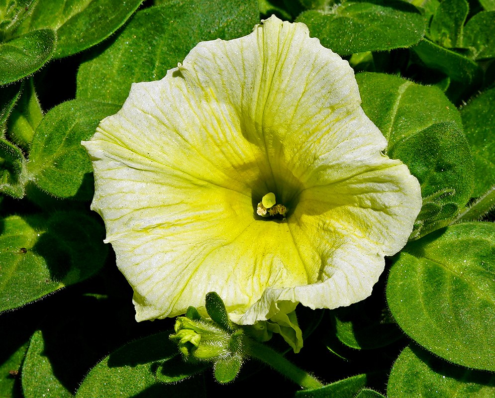 Yellow Petunia × atkinsiana flower in sunlight