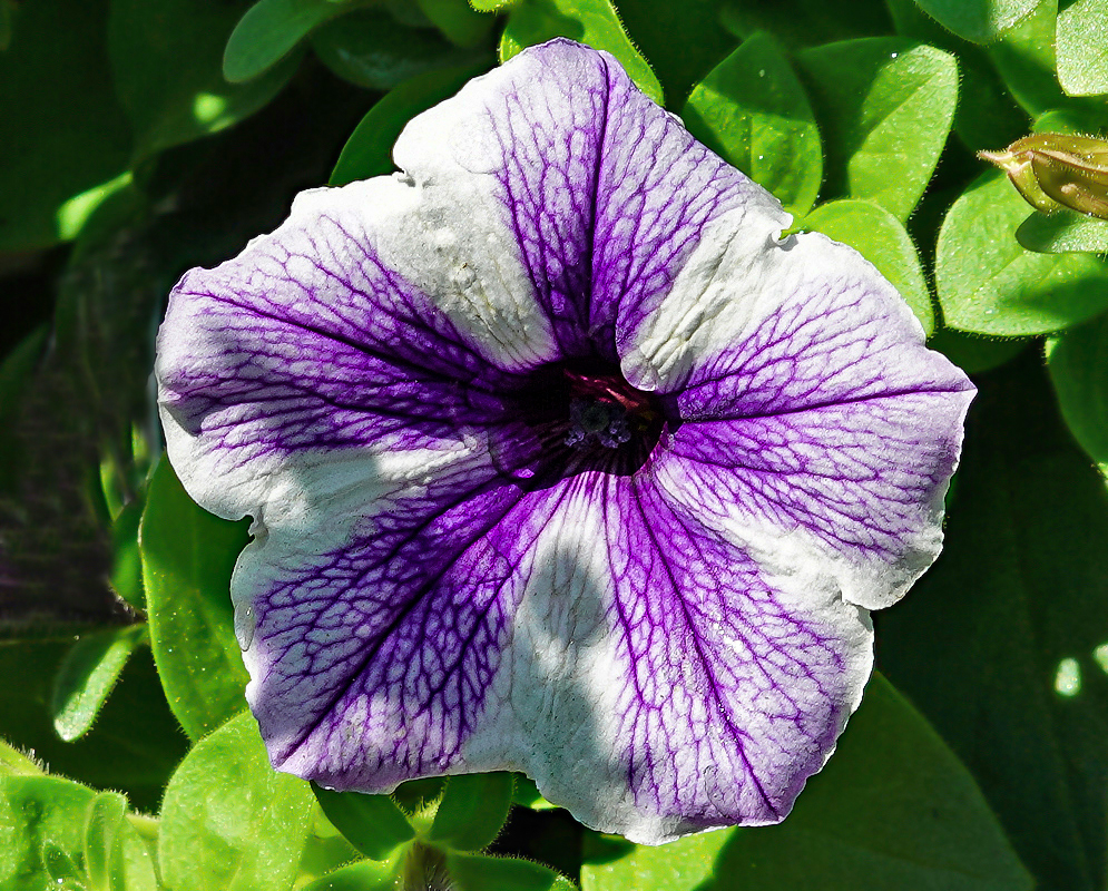 Violet and white Petunia × atkinsiana flower