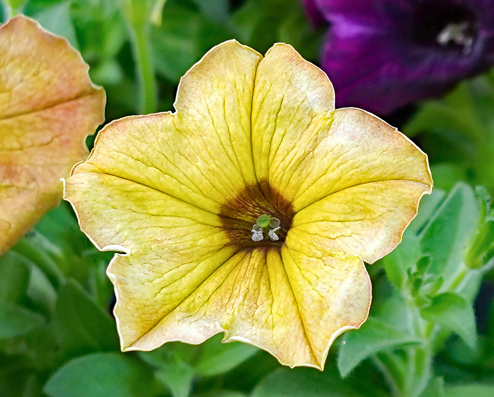 Dirty yellow Petunia × atkinsiana flower
