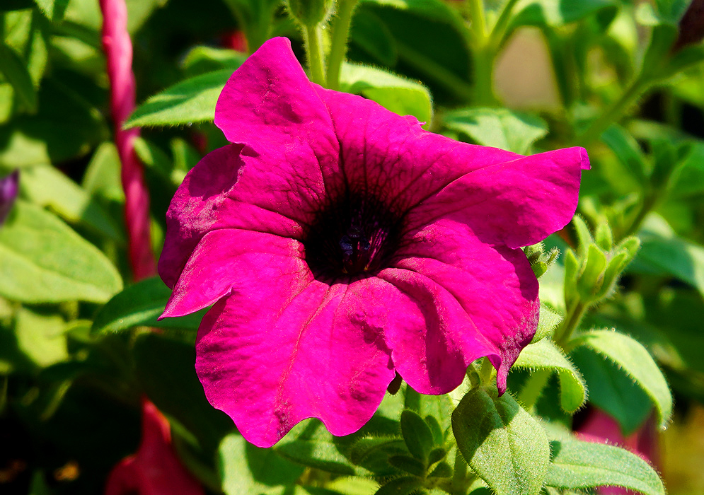 Dark magenta-pink Petunia × atkinsiana flower in sunlight