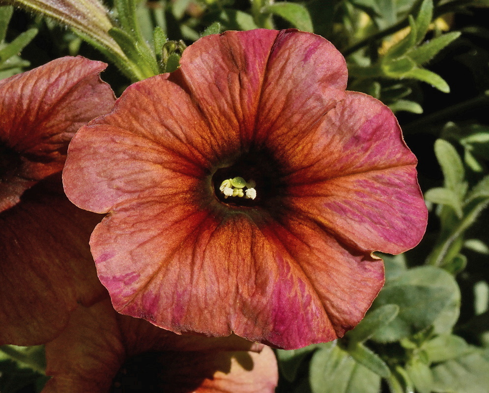 Petunia Calibrachoa SuperCal hybrid flowers covering a dense mound of branching green foliage