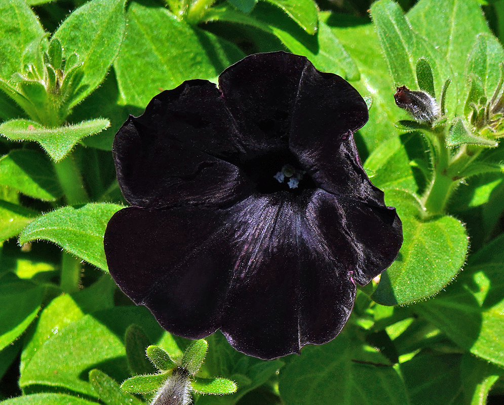Black Petunia × atkinsiana flower with blue stamens in sunlight