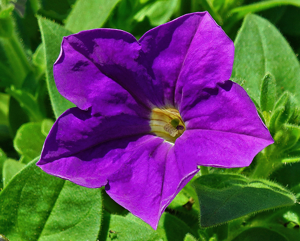 Purple Petunia × atkinsiana flower with a yellow throat