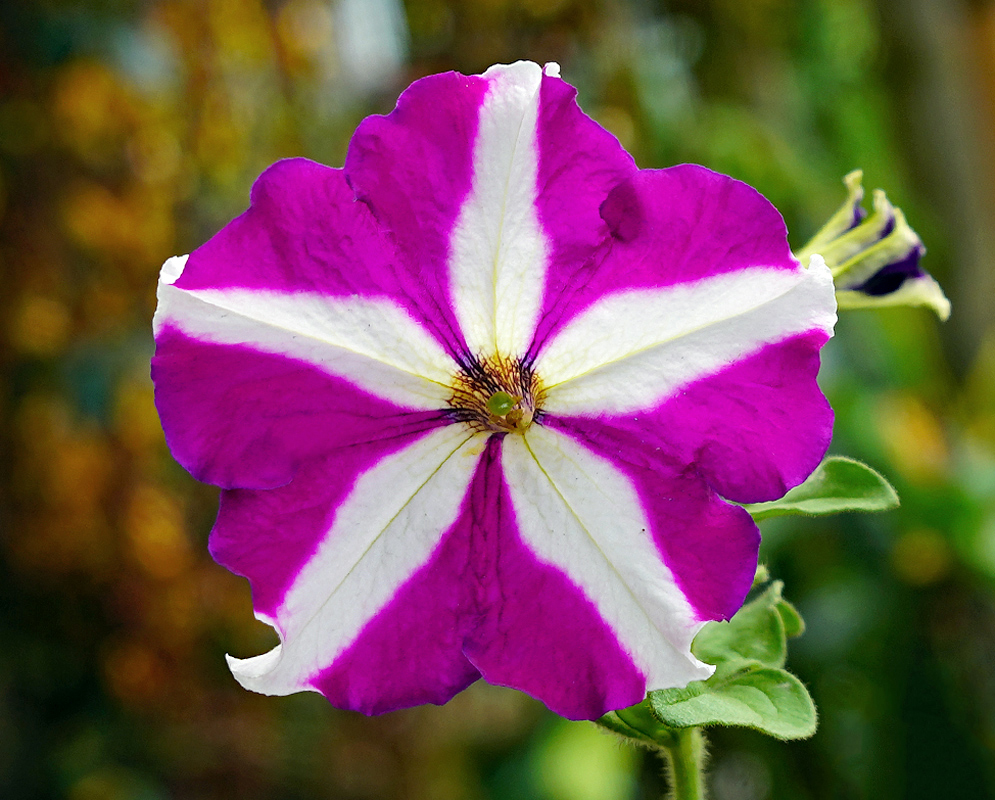 Purple and white Petunia × atkinsiana flower with a yellow center