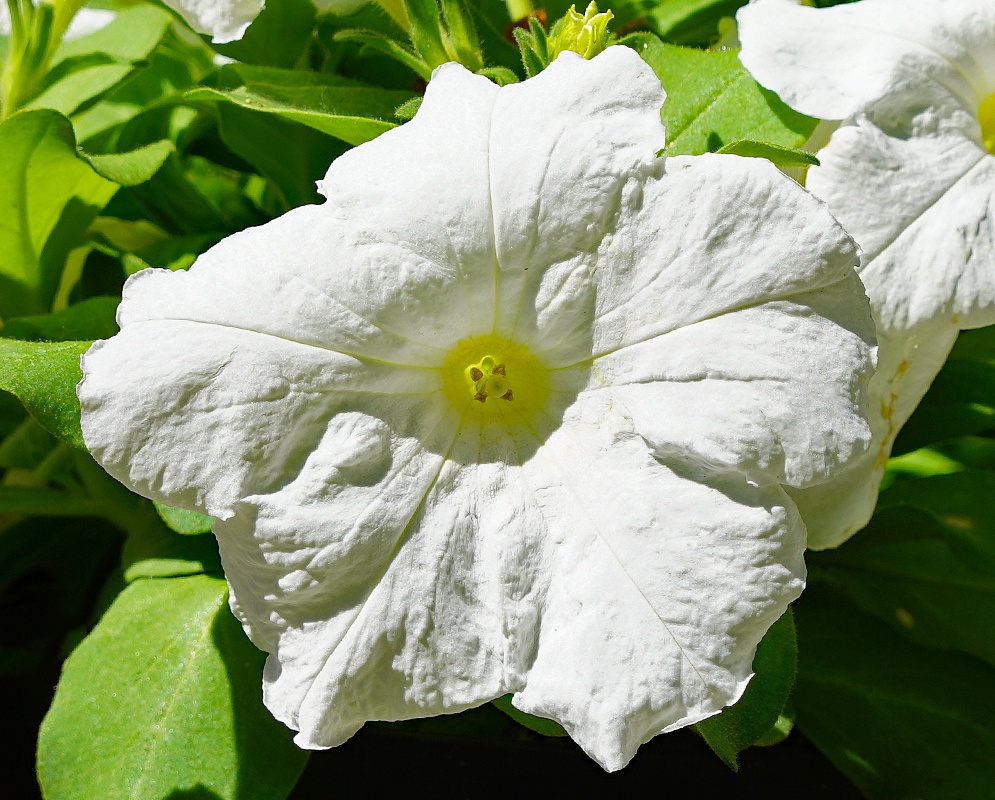 Bright white Petunia × atkinsiana flower with a yellow throat
