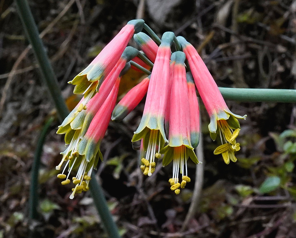Phaedranassa dubia cluster of hanging coral pink tubular flowers with green yellow tips